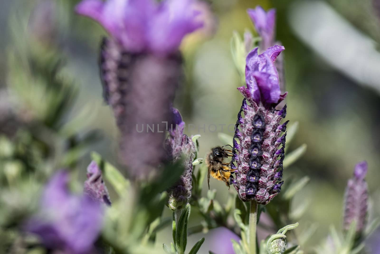 UK, Leicestershire - May 2019: Bee collecting pollen from French Lavender, Macro