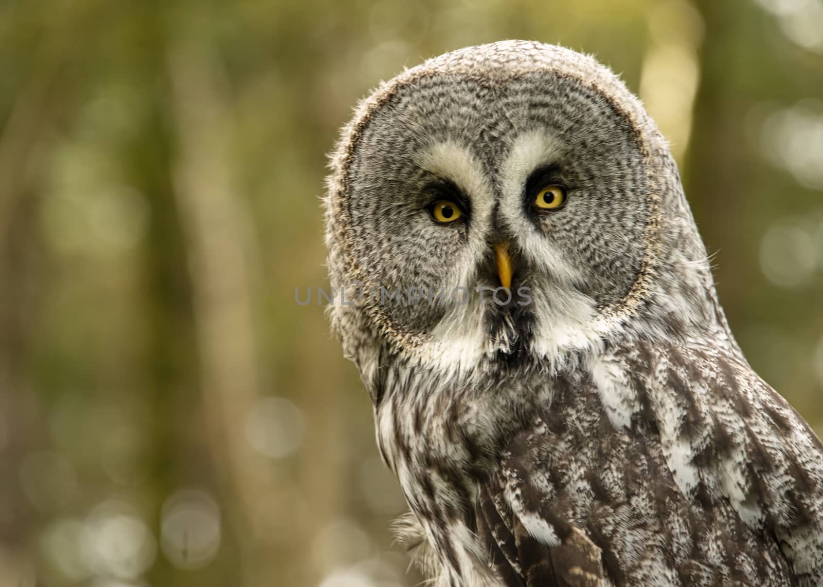 UK, Sherwood Forrest, Nottinghamshire  Birds of Prey Event - October 2018: Great Grey Owl in captivity. The great grey owl is documented as the world's largest species of owl by length