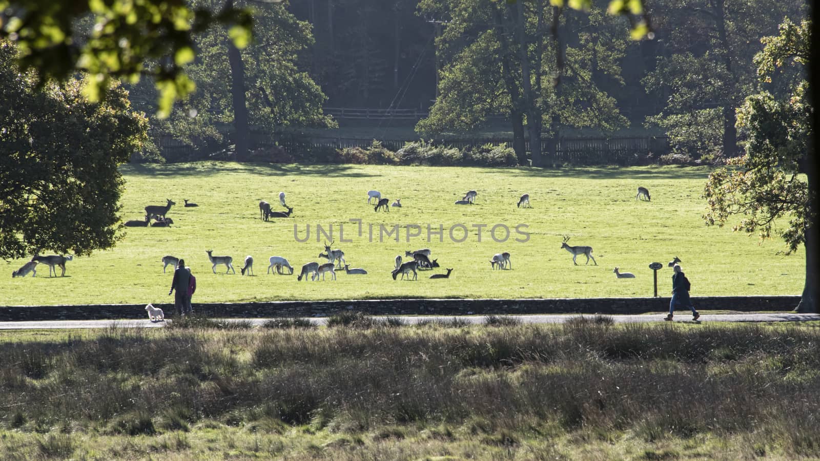 UK, Bradgate Park - October 2017: Free roaming deer at the country park - grazing on open grass land next to a footpath