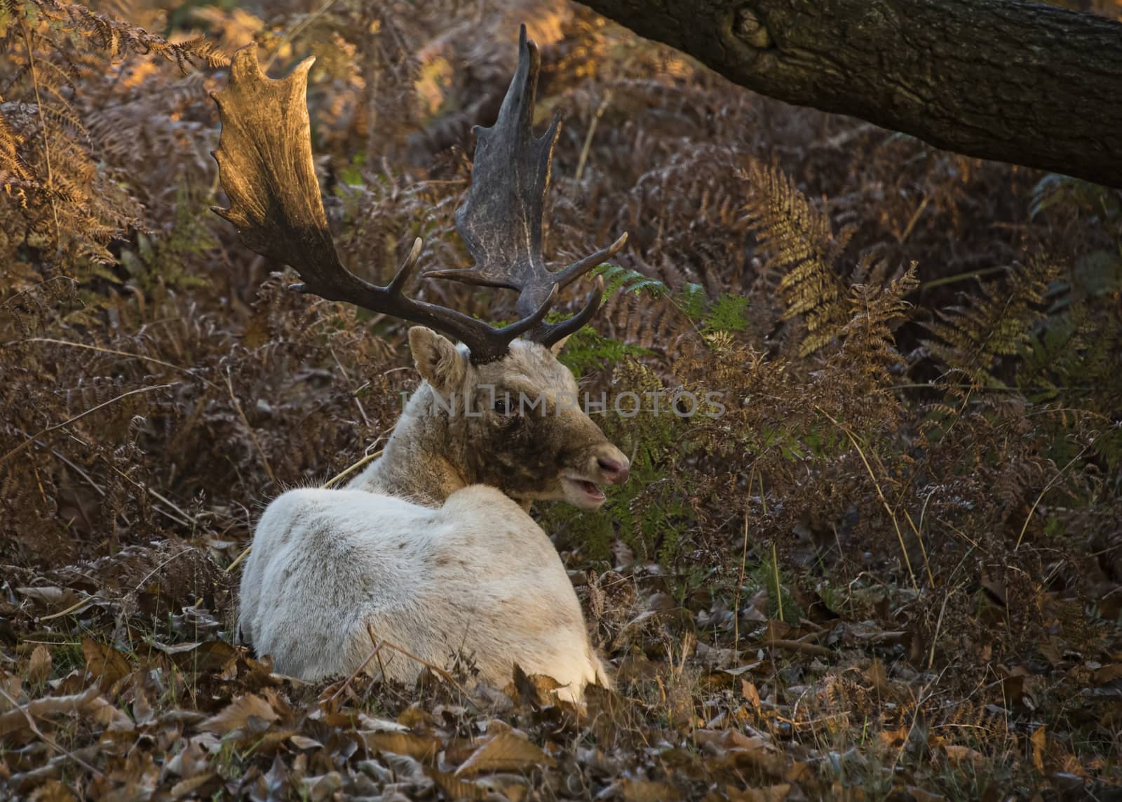 UK, Bradgate Park - October 2017: Free roaming deer at the country park - a white buck injured from the rut recovers away from the herd