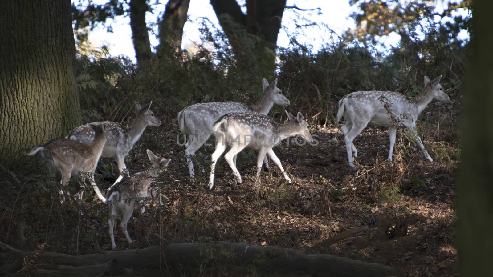 UK, Bradgate Park - October 2017: Free roaming deer at the country park - herd moving through the forrest