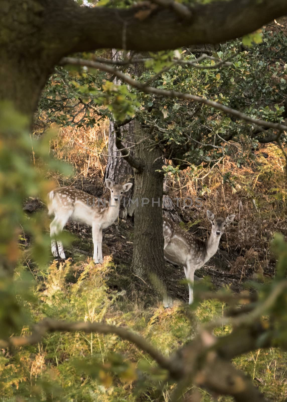 UK, Bradgate Park - October 2017: Free roaming deer at the country park - herd moving through the forrest