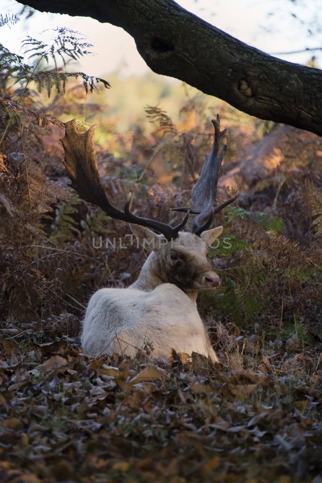 UK, Bradgate Park - October 2017: Free roaming deer at the country park - a white buck injured from the rut recovers away from the herd