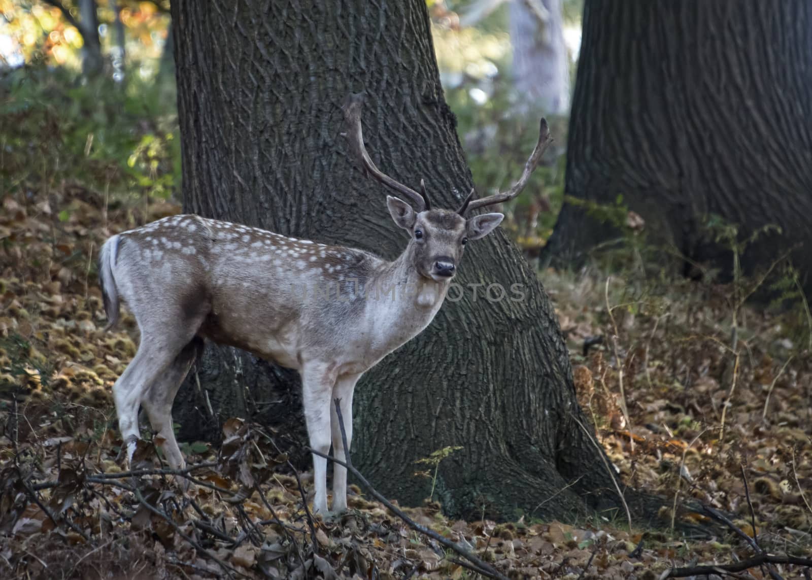 UK, Bradgate Park - October 2017: Free roaming deer at the country park  - lone deer