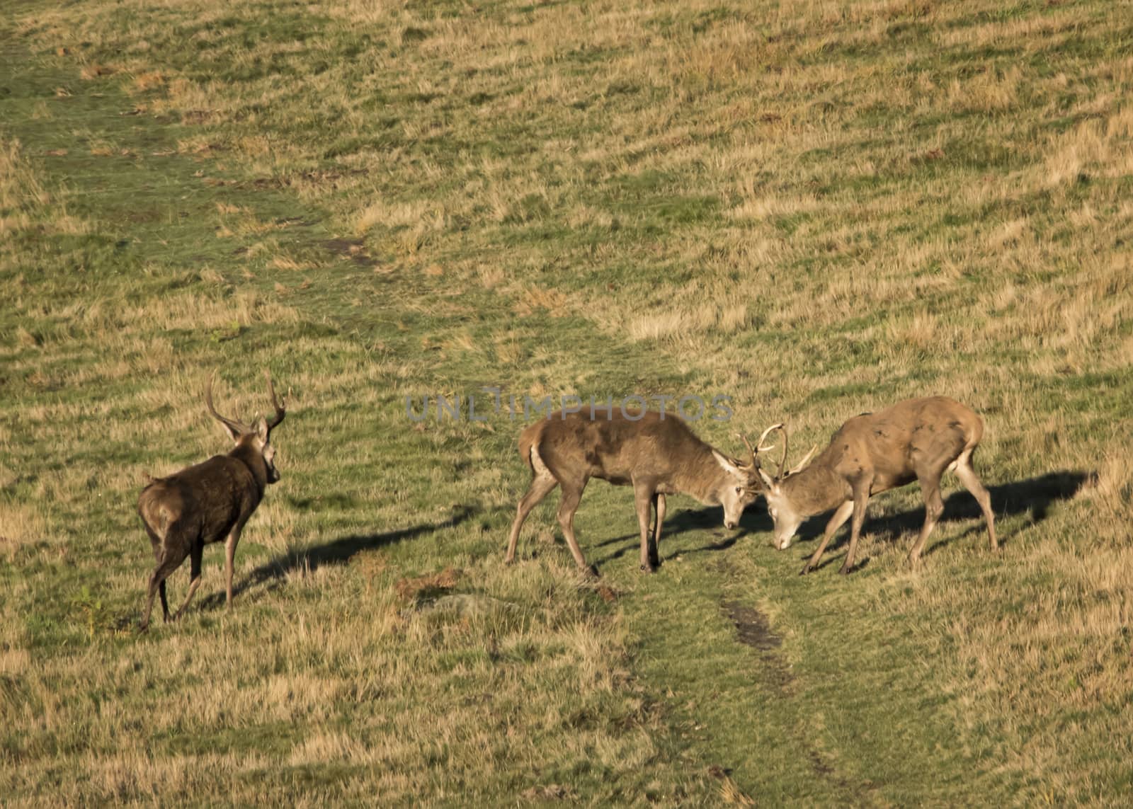 UK, Bradgate Park - October 2017: Free roaming deer at the country park - rutting on open grass land
