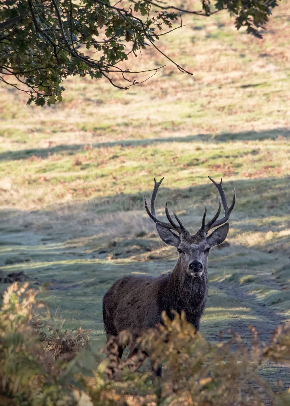 UK, Bradgate Park - October 2017: Free roaming deer at the country park  - lone deer