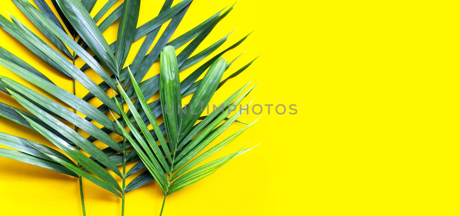 Tropical palm leaves on yellow background. Copy space