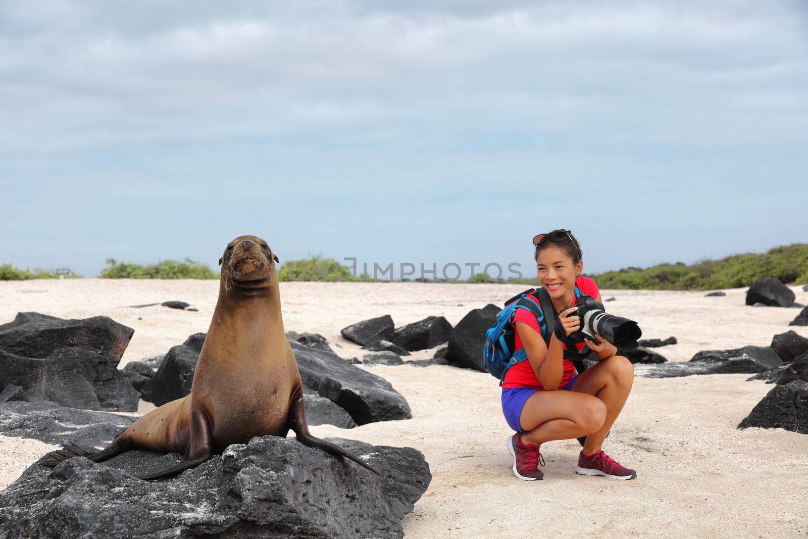 Animal wildlife nature photographer tourist on Galapagos looking at Galapagos Sea Lion taking photos on Galapagos cruise ship adventure travel holidays vacation, Espanola Island, Ecuador South America by Maridav