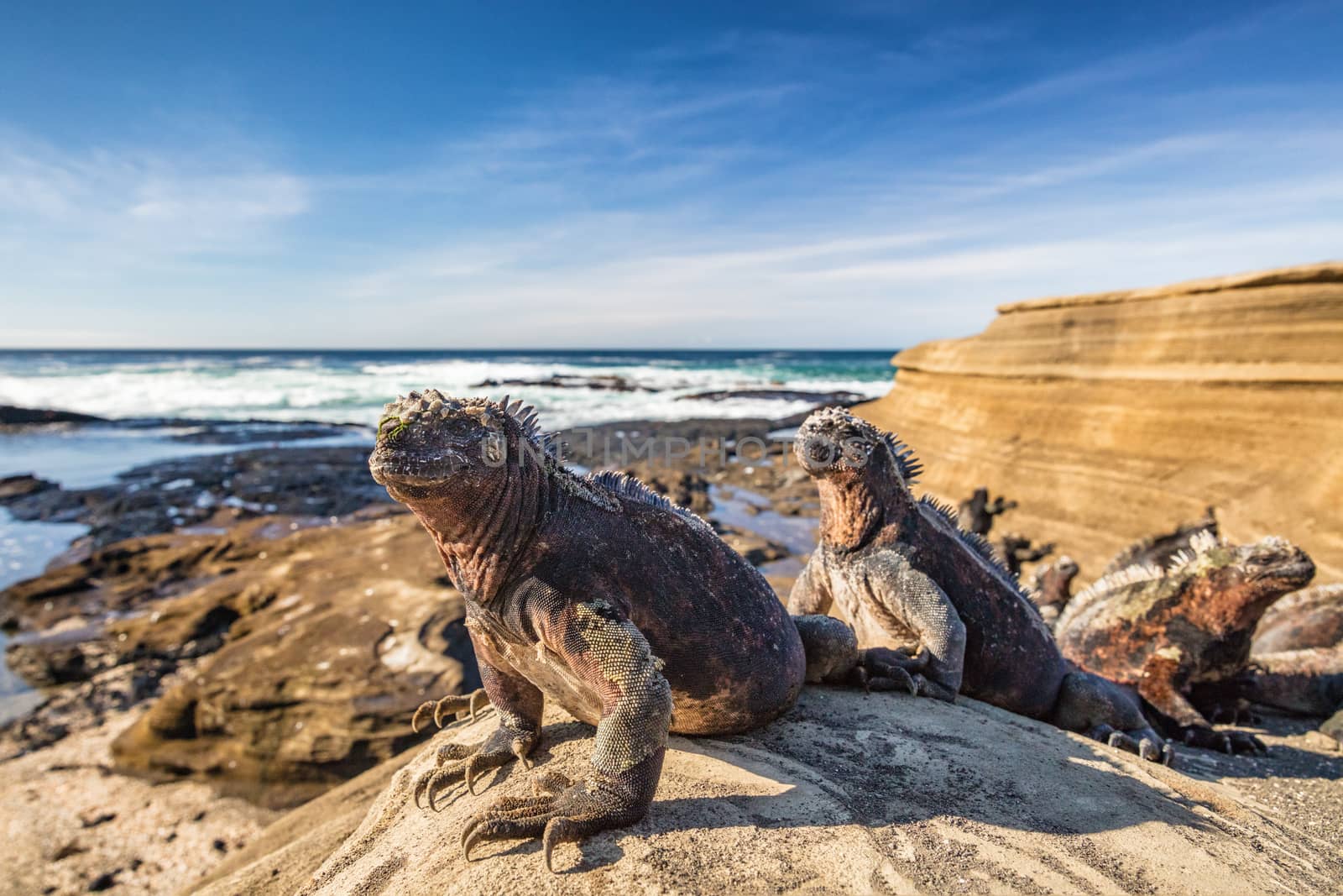 Galapagos Marine Iguana - Iguanas warming in the sun on volcanic rocks on Puerto Egas (Egas port) Santiago island, Ecuador. Amazing wildlife animals on Galapagos Islands, Ecuador. by Maridav