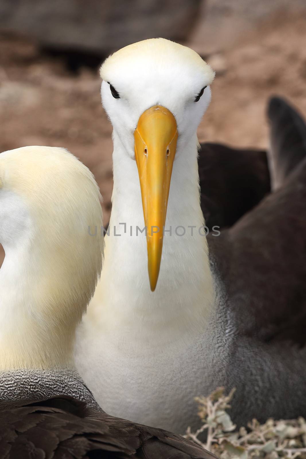 Animals. Galapagos Albatross aka Waved albatrosses on Espanola Island, Galapagos Islands, Ecuador. The Waved Albatross is an critically endangered species endemic to Galapagos.