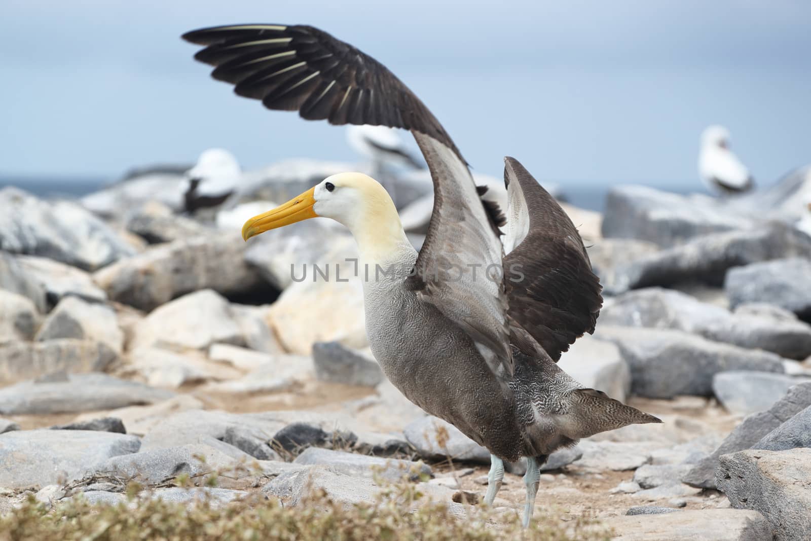 Galapagos Animals. Galapagos Albatross aka Waved albatrosses on Espanola Island, Galapagos Islands, Ecuador. The Waved Albatross is an critically endangered species endemic to Galapagos. by Maridav