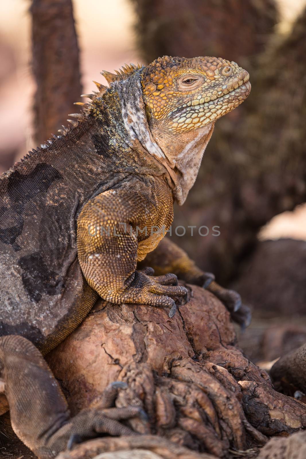 Galapagos Land Iguana. Yellow land iguana climbing in tree on North Seymour. Amazing animals and wildlife in Galapagos Islands, Ecuador, South America. Male land iguana. by Maridav