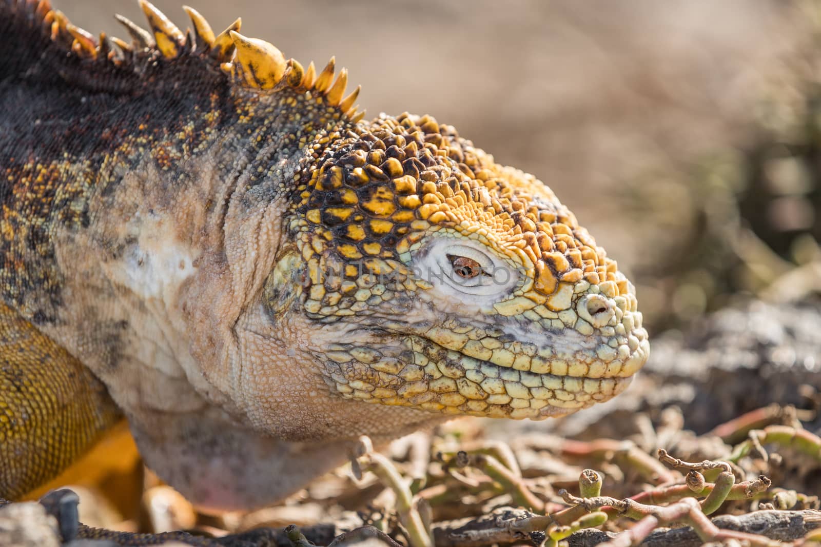 Galapagos Land Iguana - close up of yellow land iguana on North Seymour. Amazing animals and wildlife in Galapagos Islands, Ecuador, South America. Male land iguana.