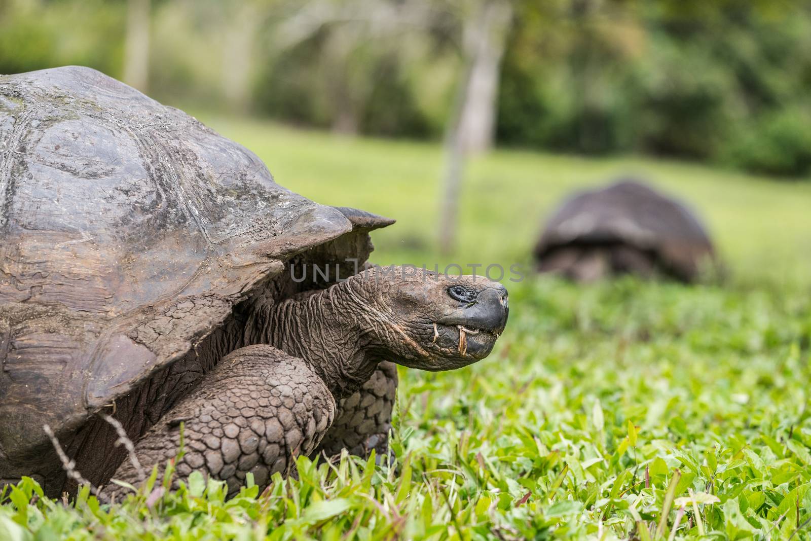 Animals. Galapagos Giant Tortoise walking on Santa Cruz Island in Galapagos Islands. Animals, nature and wildlife close up of tortoise in the highlands of Galapagos, Ecuador, South America.