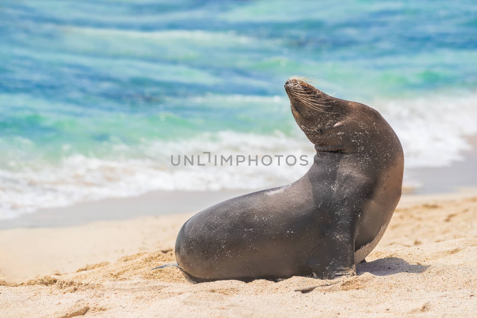 Galapagos Sea Lion in sand lying on beach on Gardner Bay Beach, Espanola Island, Galapagos Islands. Animals and wildlife nature on San Cristobal Island, Galapagos, Ecuador, South America. Cute animals by Maridav