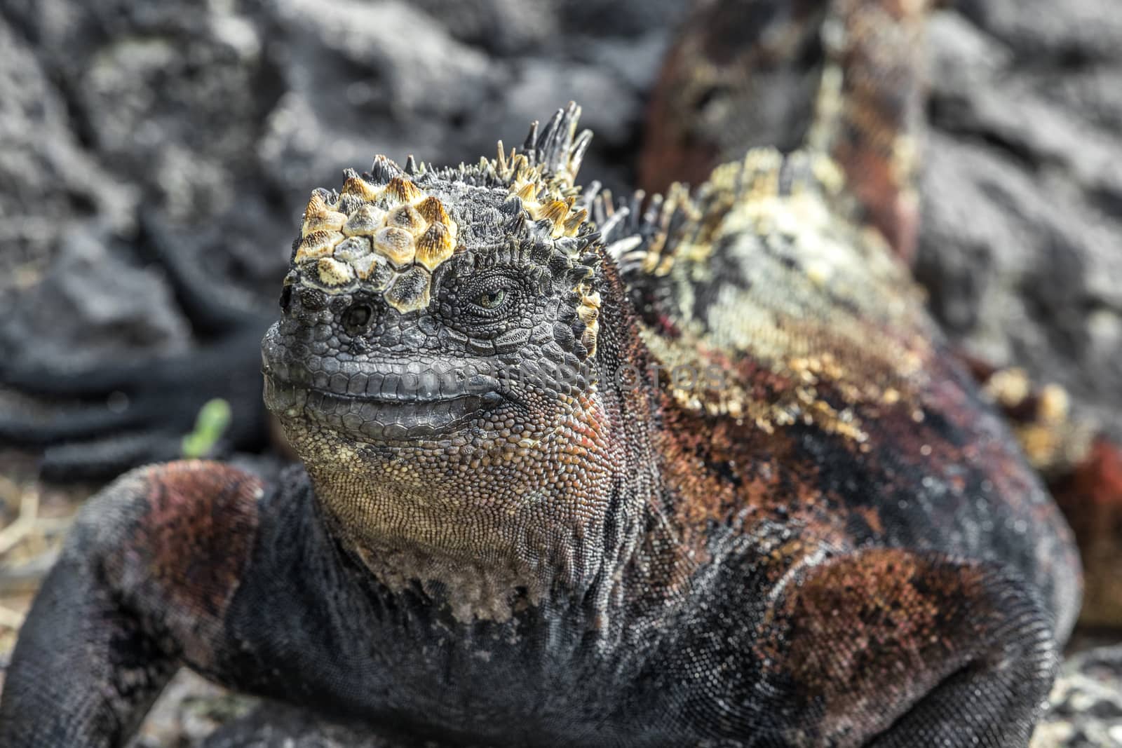 Galapagos Marine Iguana shaking and bobbing its head walking showing threat and dominance while lava lizard catches a ride on the tail. Male marine iguana on Isabela, Galapagos Islands, Ecuador. by Maridav