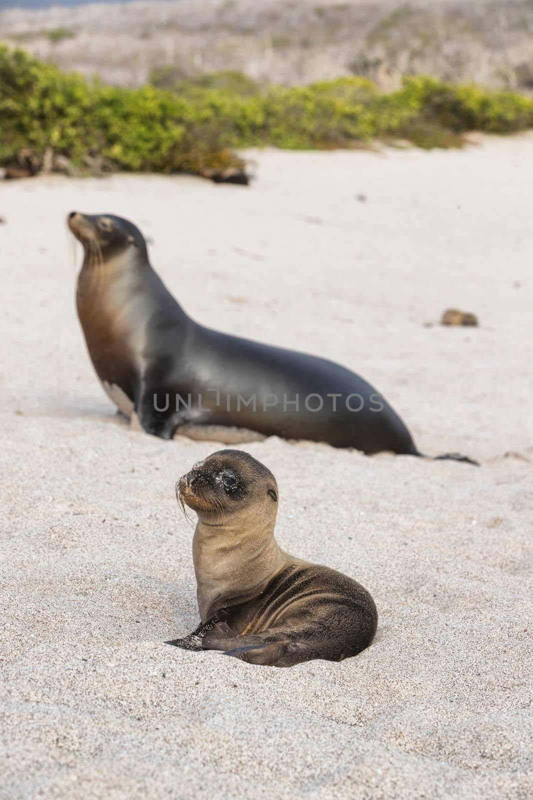 Galapagos Sea Lion cub playful playing in sand lying on beach on Galapagos Islands. Animals and wildlife nature on Mann beach San Cristobal Island, Galapagos, Ecuador, South America. Cute animals. by Maridav