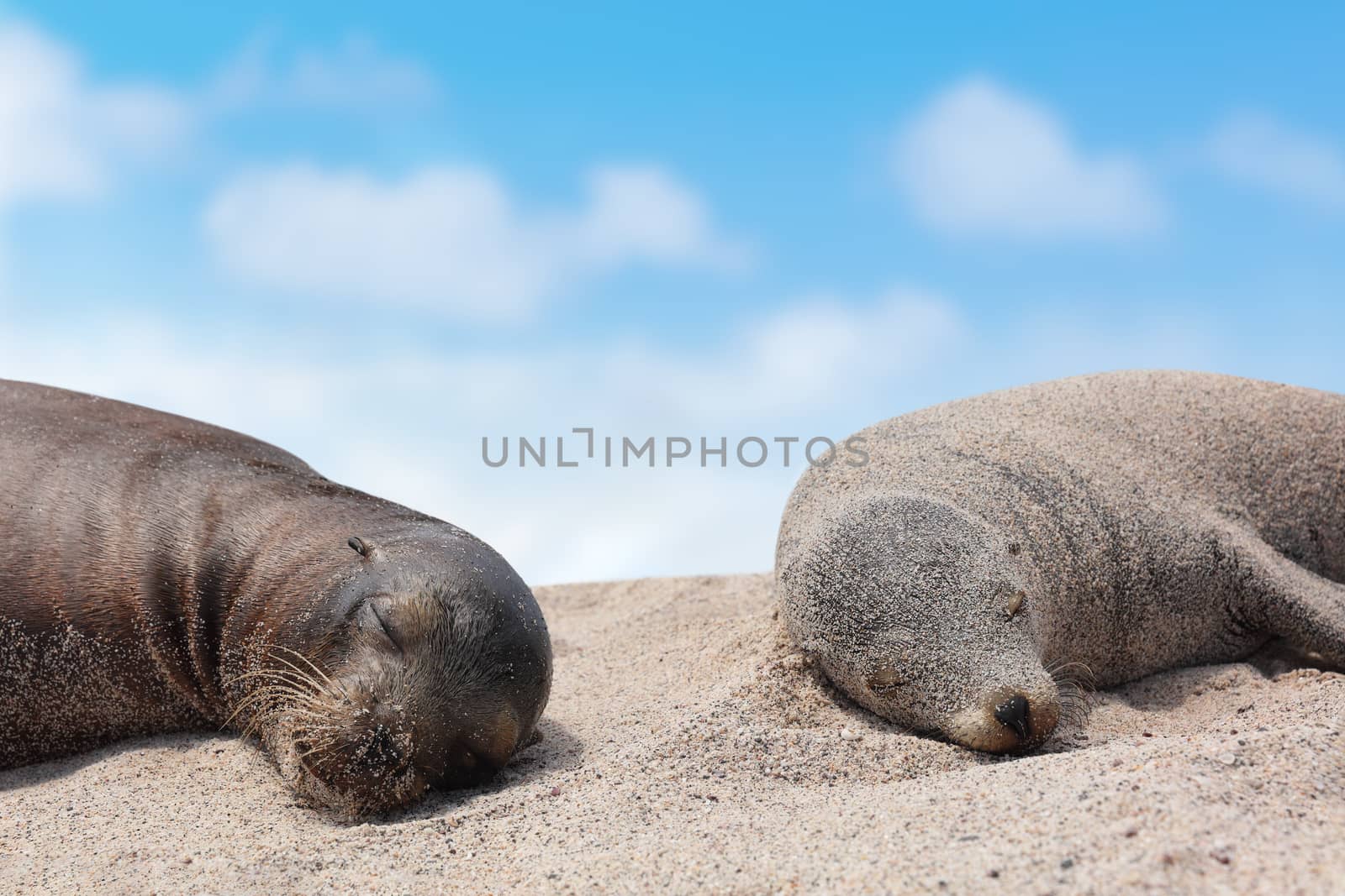 Galapagos Sea Lion pups lying sleeping in sand lying on beach Galapagos Islands. Animals and wildlife nature on Galapagos, Ecuador, South America. Cute animals.