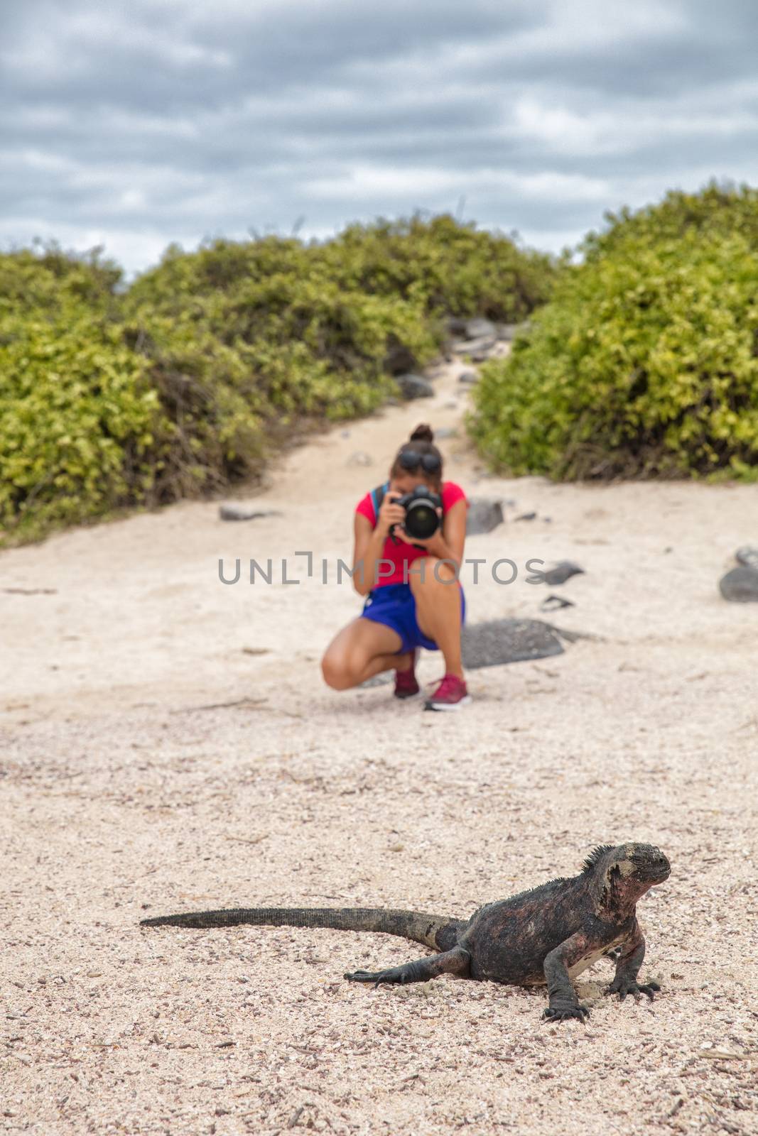 Galapagos Christmas Iguana and tourist wildlife photographer taking picture by Maridav