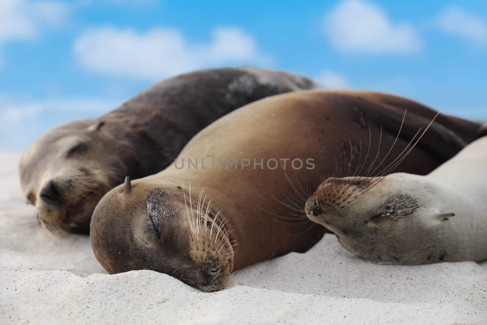 Animals Sea Lion Family in sand lying on beach Galapagos Islands - Cute adorable by Maridav