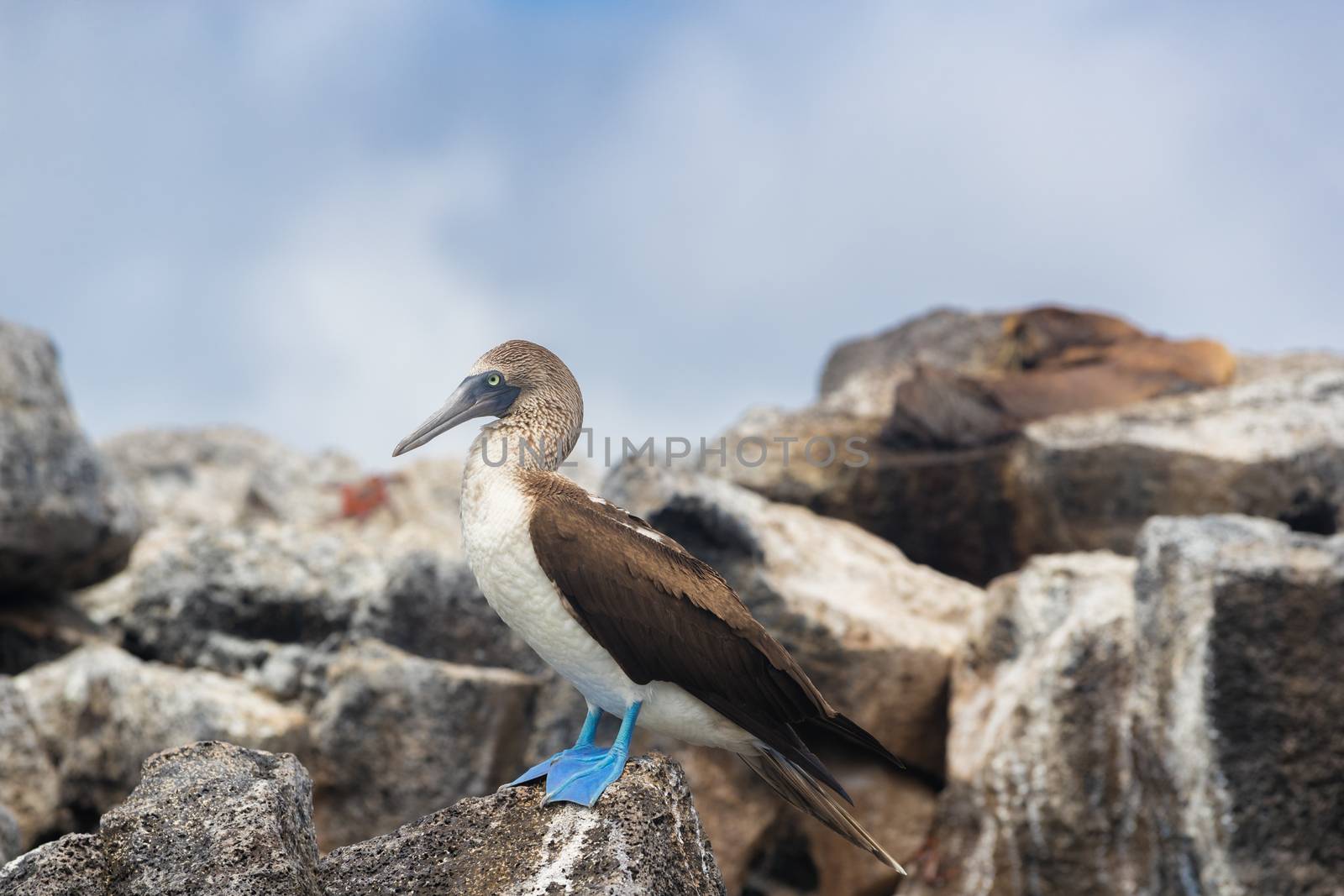 Galapagos animals: Blue-footed Booby - Iconic and famous galapagos animals and wildlife. Blue footed boobies are native to the Galapagos Islands, Ecuador, South America.