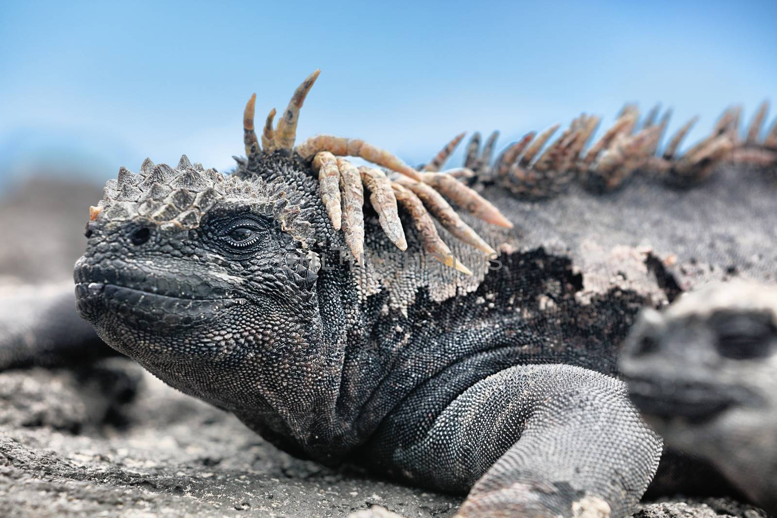 Galapagos Marine Iguana - Amazing animals and wildlife of Galapagos Islands by Maridav