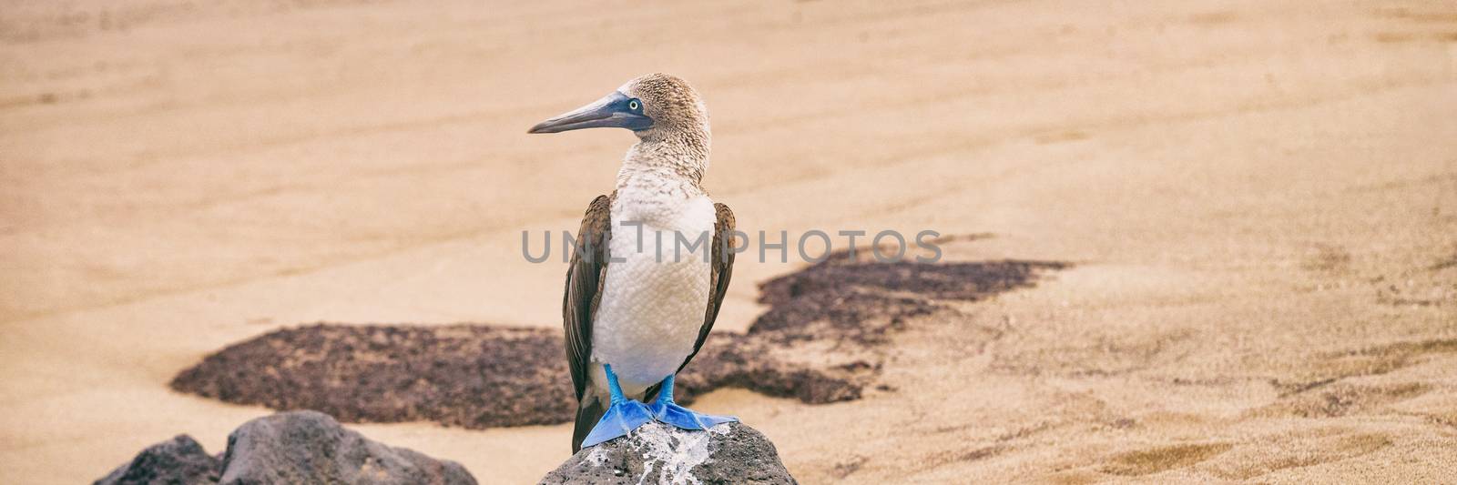 Blue-footed Booby - Iconic famous galapagos wildlife by Maridav