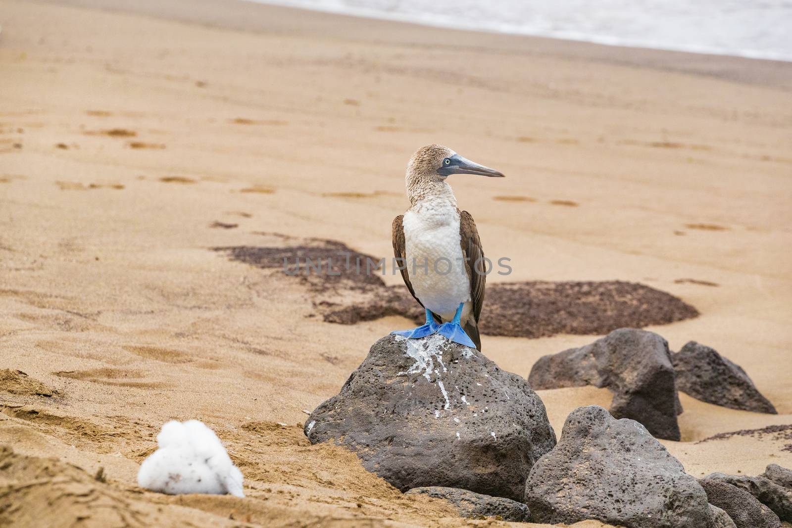 Galapagos animals: Blue-footed Booby - Iconic famous galapagos wildlife by Maridav
