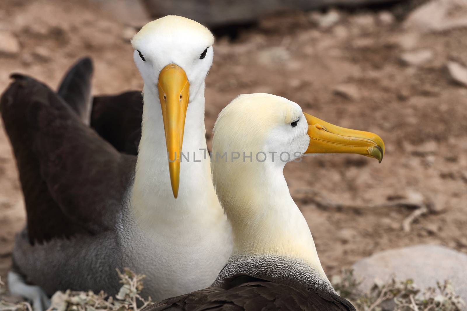 Galapagos Albatross aka Waved albatross pair nesting on Espanola Island, Galapagos Islands, Ecuador. The Waved Albatrosses is an critically endangered species endemic to Galapagos.