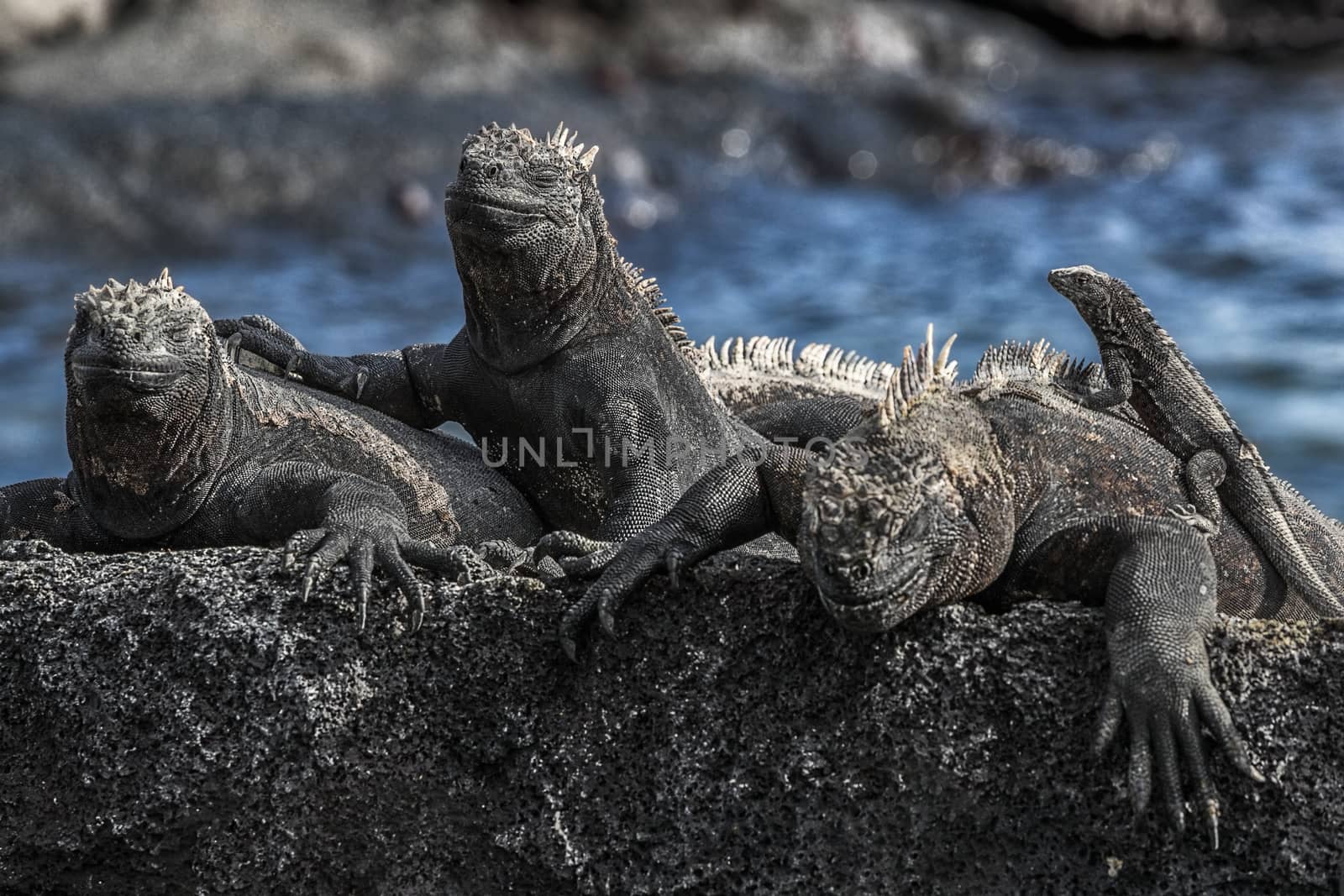 Galapagos Marine Iguana - Iguanas warming in the sun on volcanic rocks on Fernandina Island, Espinoza Point. Amazing wildlife animals on Galapagos Islands, Ecuador.