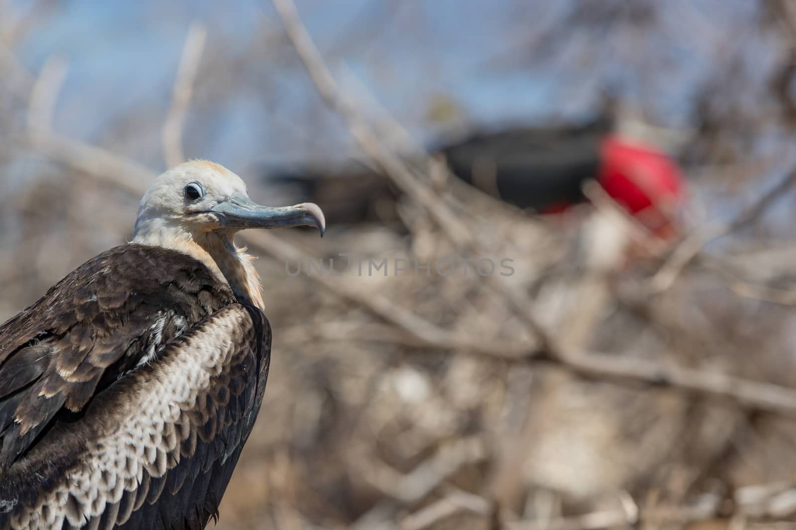 Frigatebird on Galapagos islands. Female Magnificent Frigate-bird on North Seymour Island, Galapagos Islands. Male frigate bird with inflated red neck gular pouch (thoat sac) in background