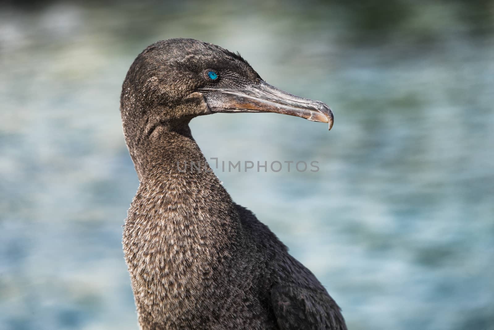 Galapagos animals wildlife - bird flightless cormorant aka galapagos cormorants by Maridav