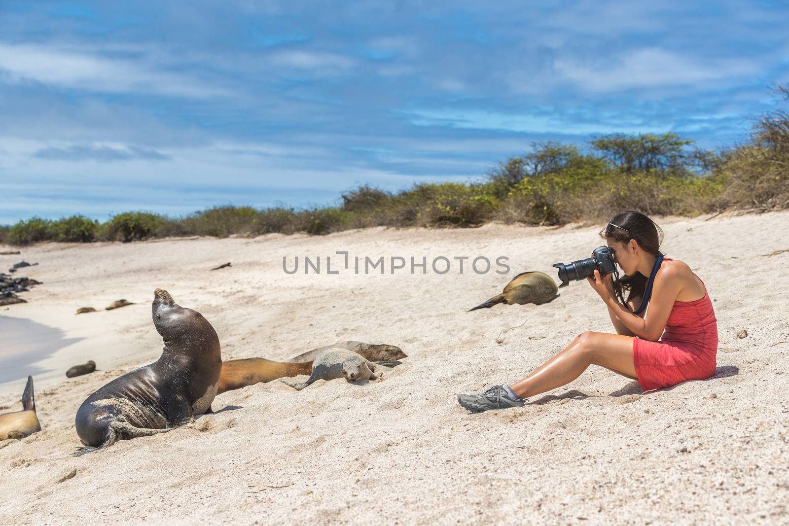 Galapagos tourist enjoying looking sitting by Galapagos Sea Lions photographing by Maridav