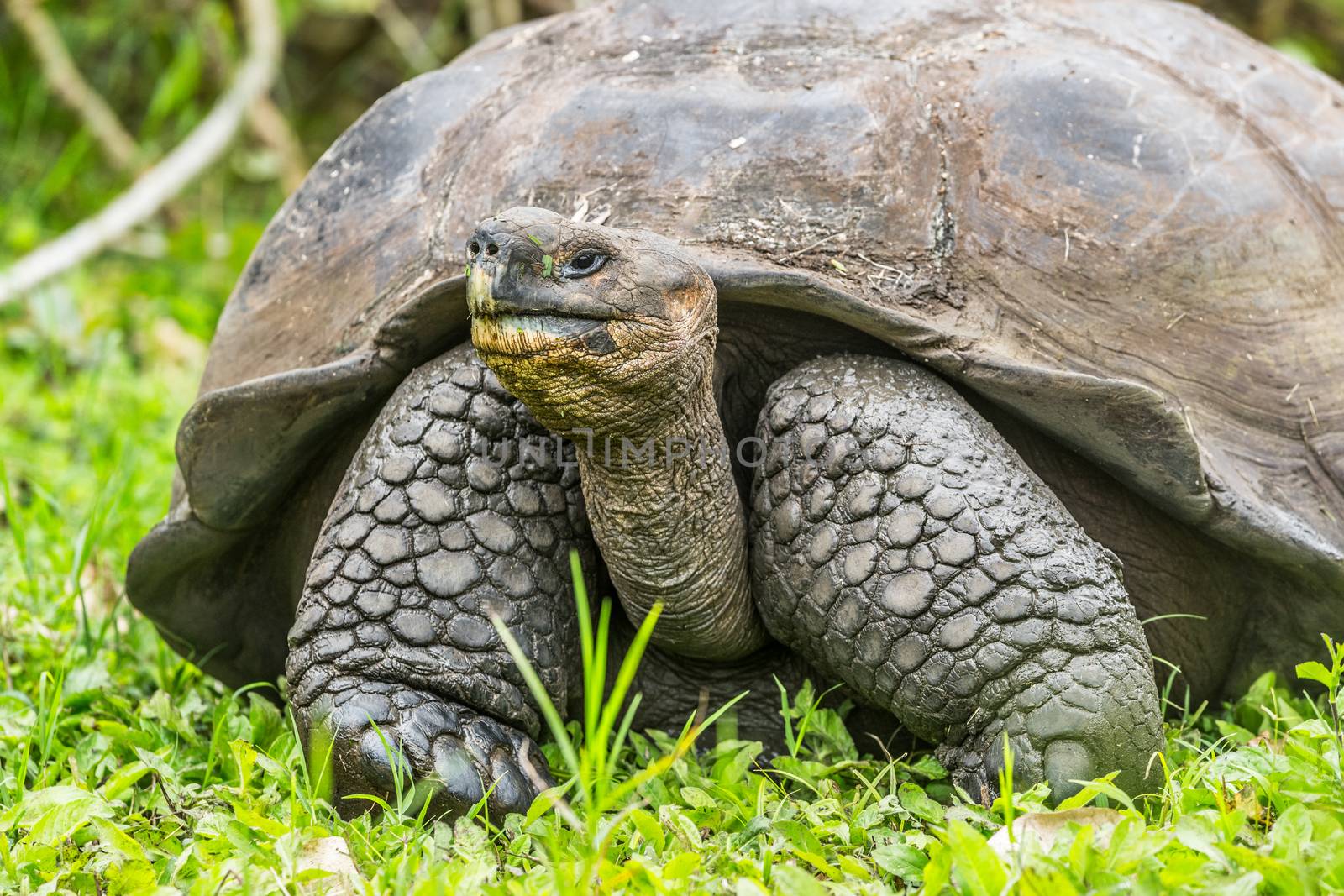 Animals - Galapagos Giant Tortoise on Santa Cruz Island in Galapagos Islands by Maridav