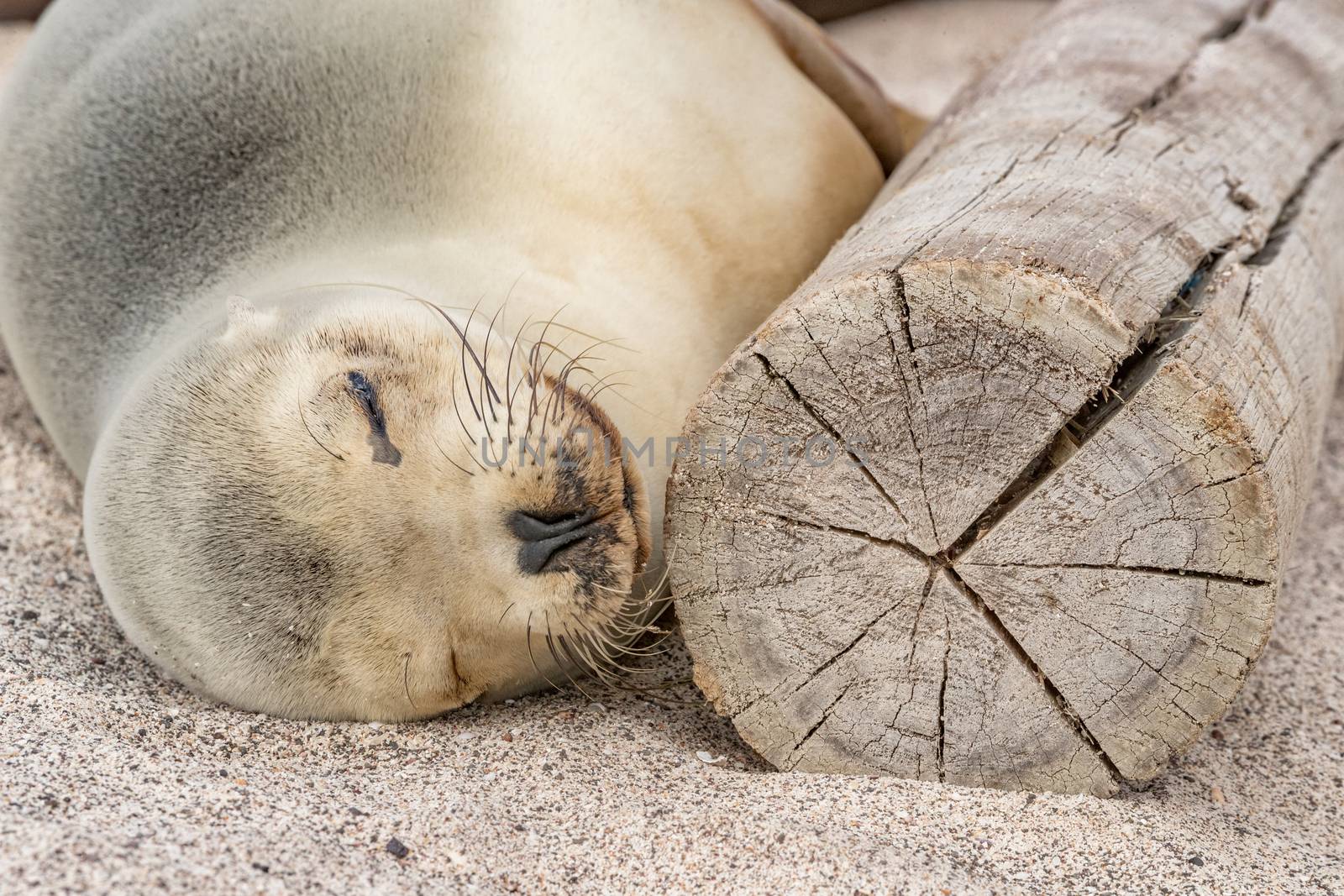 Galapagos Sea Lion Lying Sleeping in sand lying on beach on Galapagos Islands by Maridav