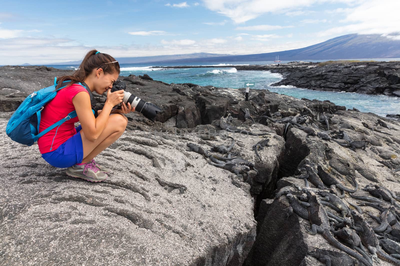 Galapagos tourist photographer taking photos of Marine Iguanas on Fernandina Island, Espinoza Point. Amazing wildlife, nature and animals on Galapagos Islands, Ecuador, South America.