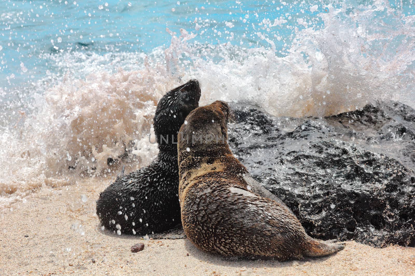 Galapagos Sea Lion cubs playful playing in sand and waves lying on beach on Galapagos Islands. Animals and wildlife nature on Galapagos, Ecuador, South America. Cute animals.