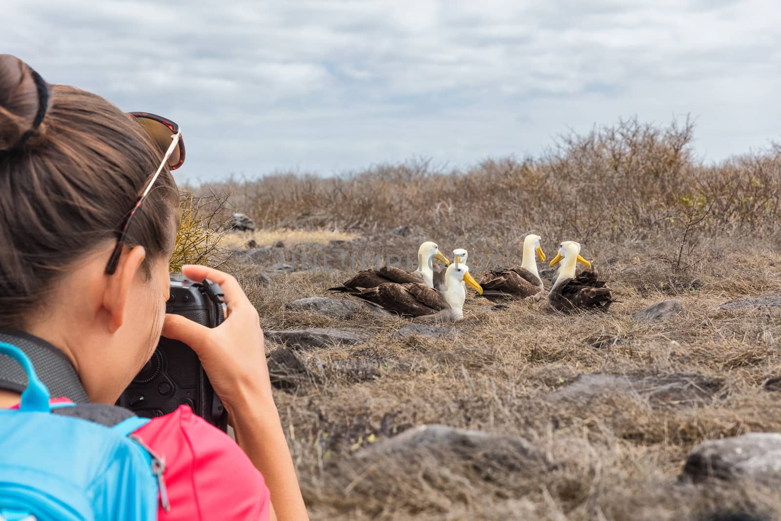 Galapagos tourist taking pictures of Waved Albatross on Espanola Island by Maridav