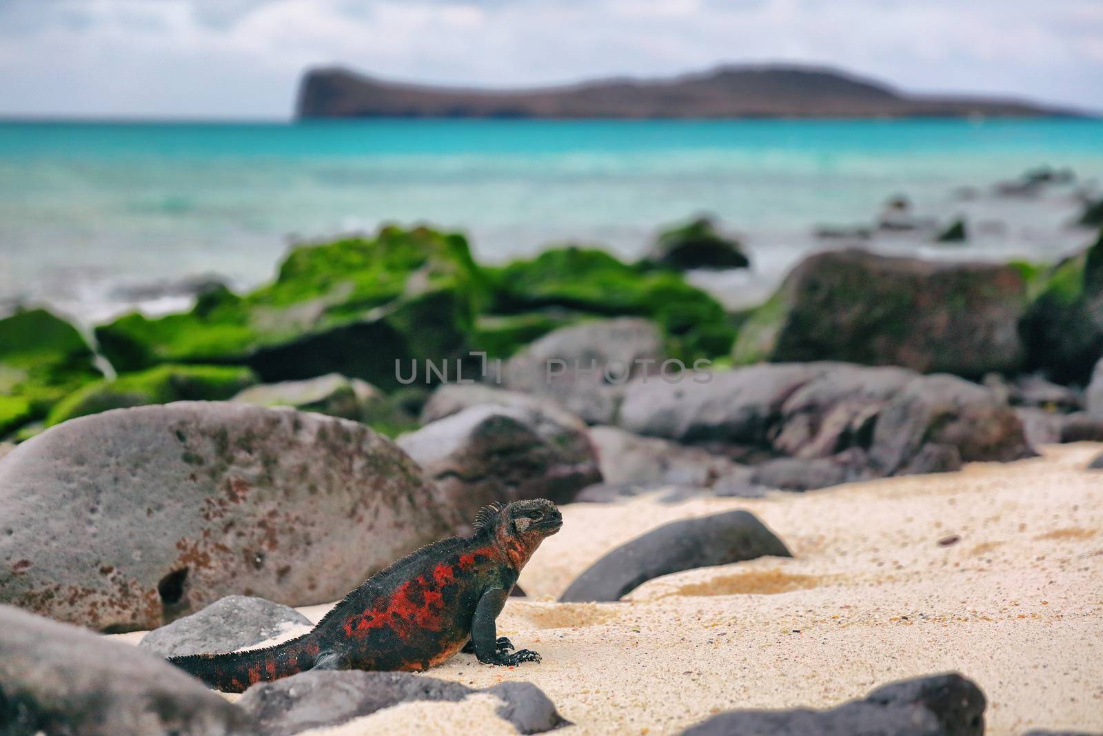 Galapagos Islands Christmas Iguana on in beautiful nature landscape on Espanola Island. Male Marine Iguana. Amazing animals wildlife and nature on Galapagos islands, Ecuador, South America.