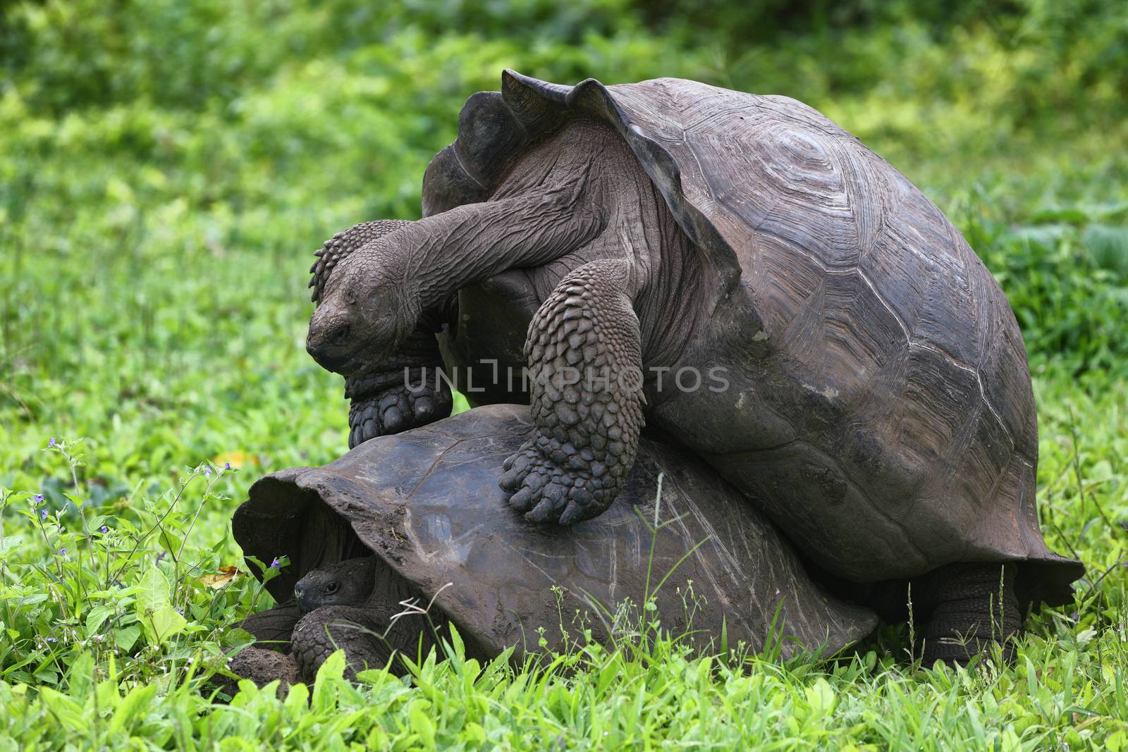 Galapagos Giant Tortoises mating having sex on Santa Cruz Island by Maridav