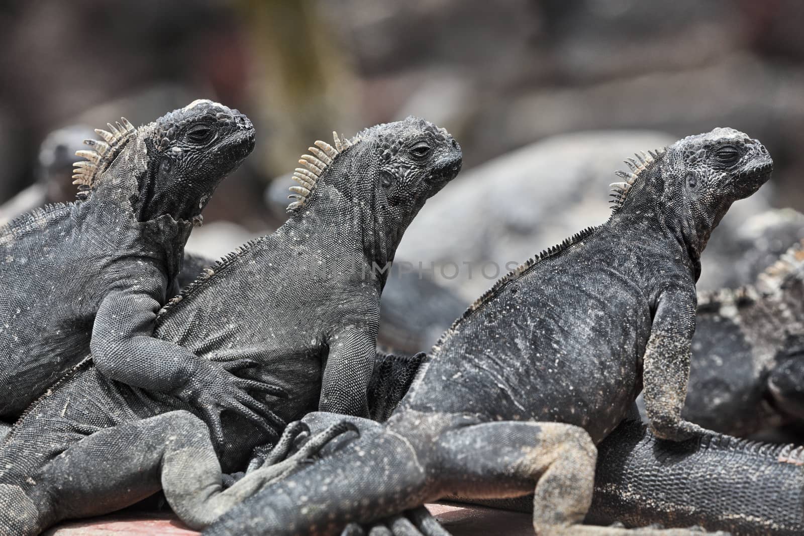 Galapagos Marine Iguana - Iguanas warming in the sun on volcanic rocks on Fernadina Island, Espinoza Point. Amazing wildlife animals on Galapagos Islands, Ecuador.