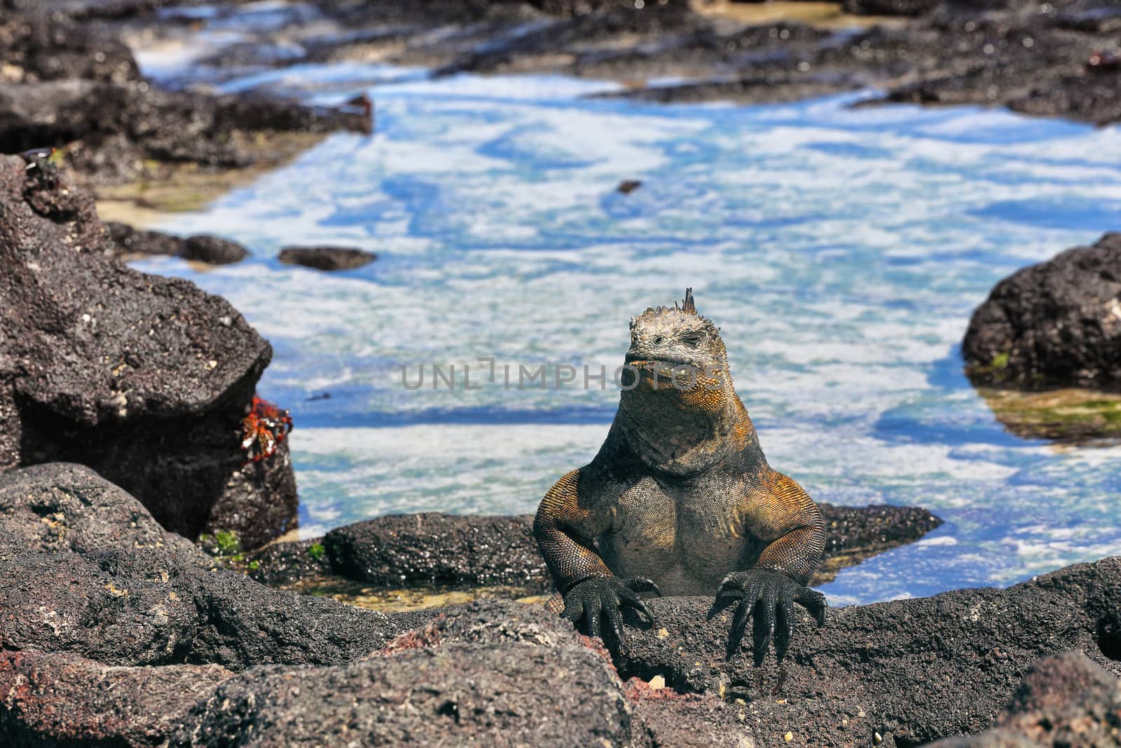 Galapagos Marine Iguana - Amazing animals and wildlife of Galapagos Islands by Maridav