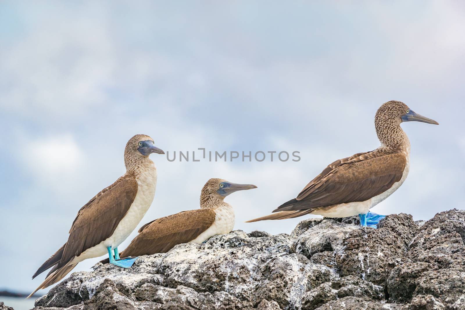 Blue-footed boobies - Iconic and famous galapagos animals and wildlife. The Blue footed Booby are native to the Galapagos Islands, Ecuador, South America.