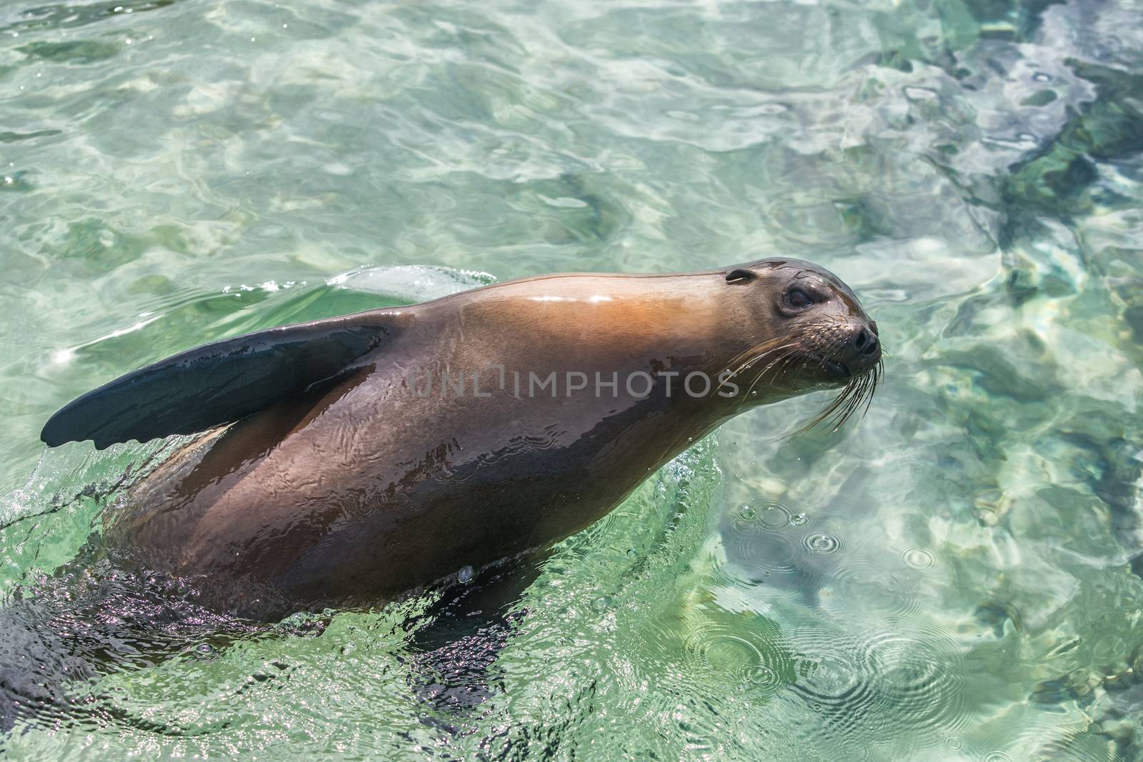 Galapagos Sea Lion in swimming in ocean on Galapagos Islands by Maridav