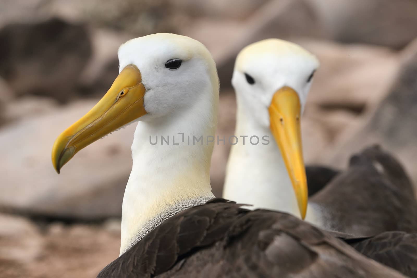 Galapagos Albatross aka Waved albatross pair nesting on Espanola Island by Maridav
