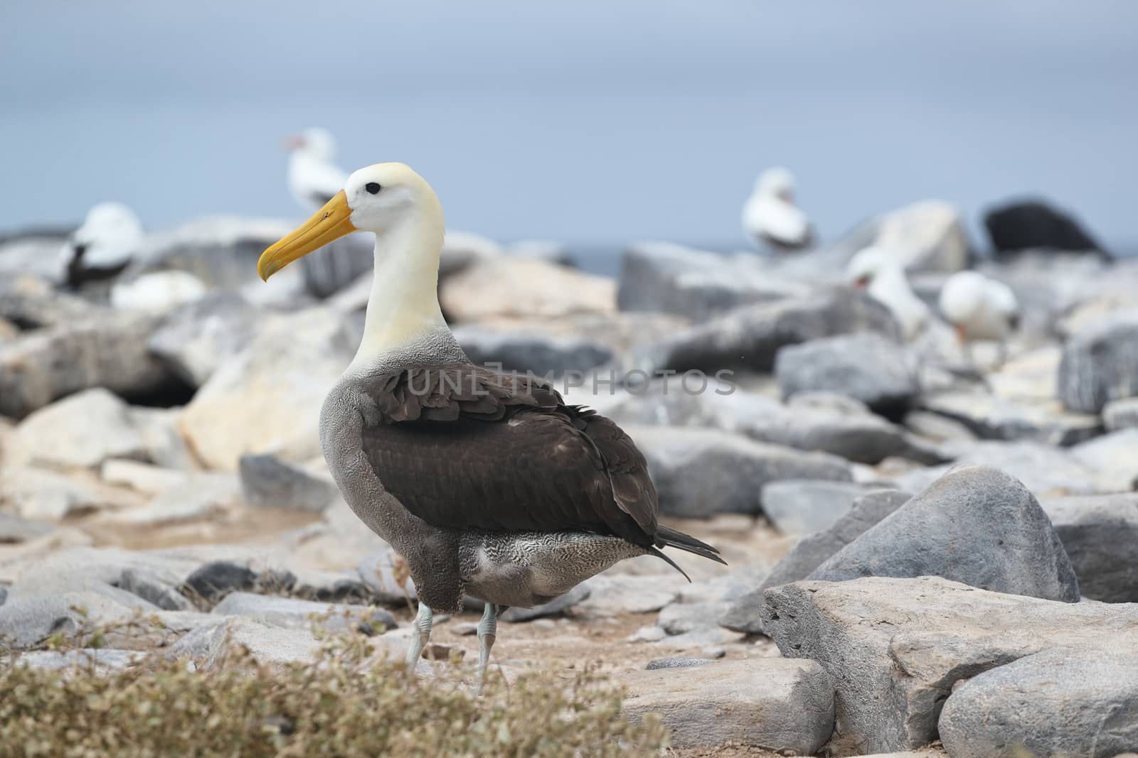 Galapagos Albatross aka Waved albatross on Espanola Island, Galapagos Islands, Ecuador. The Waved Albatrosses is an critically endangered species endemic to Galapagos.