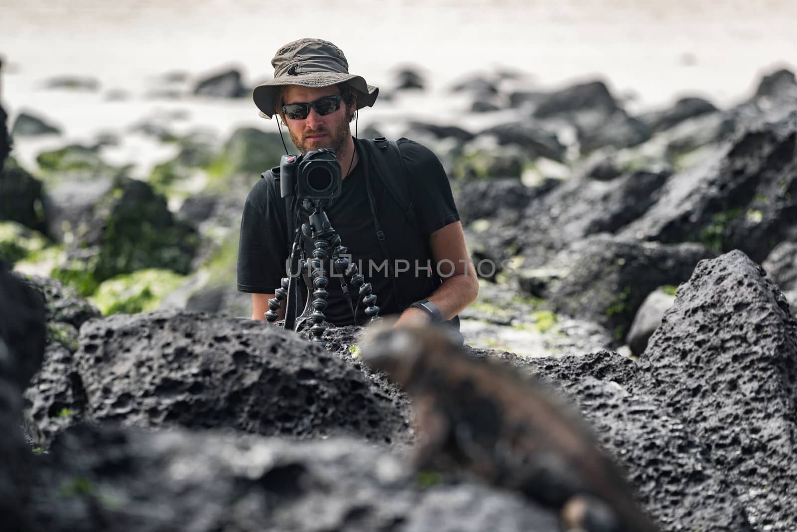 Wildlife photographer and tourist on Galapagos taking photo of Marine Iguana on Tortuga bay beach. Marine iguana is an endemic species iconic to Galapagos Islands wildlife and nature. Animals, Ecuador