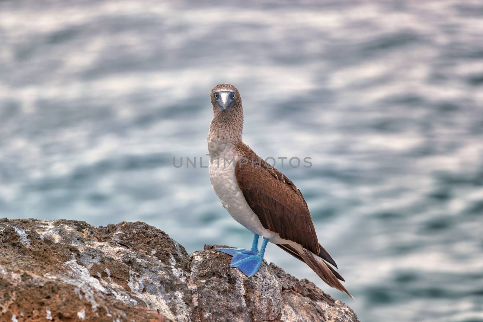 Blue footed Booby - Iconic famous galapagos wildlife by Maridav