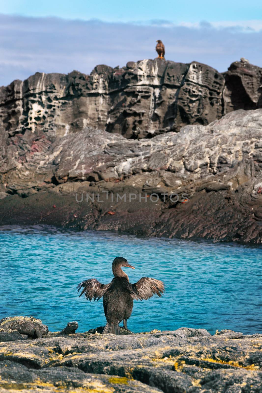 Flightless cormorant aka Galapagos cormorants among other animals and wildlife by Maridav