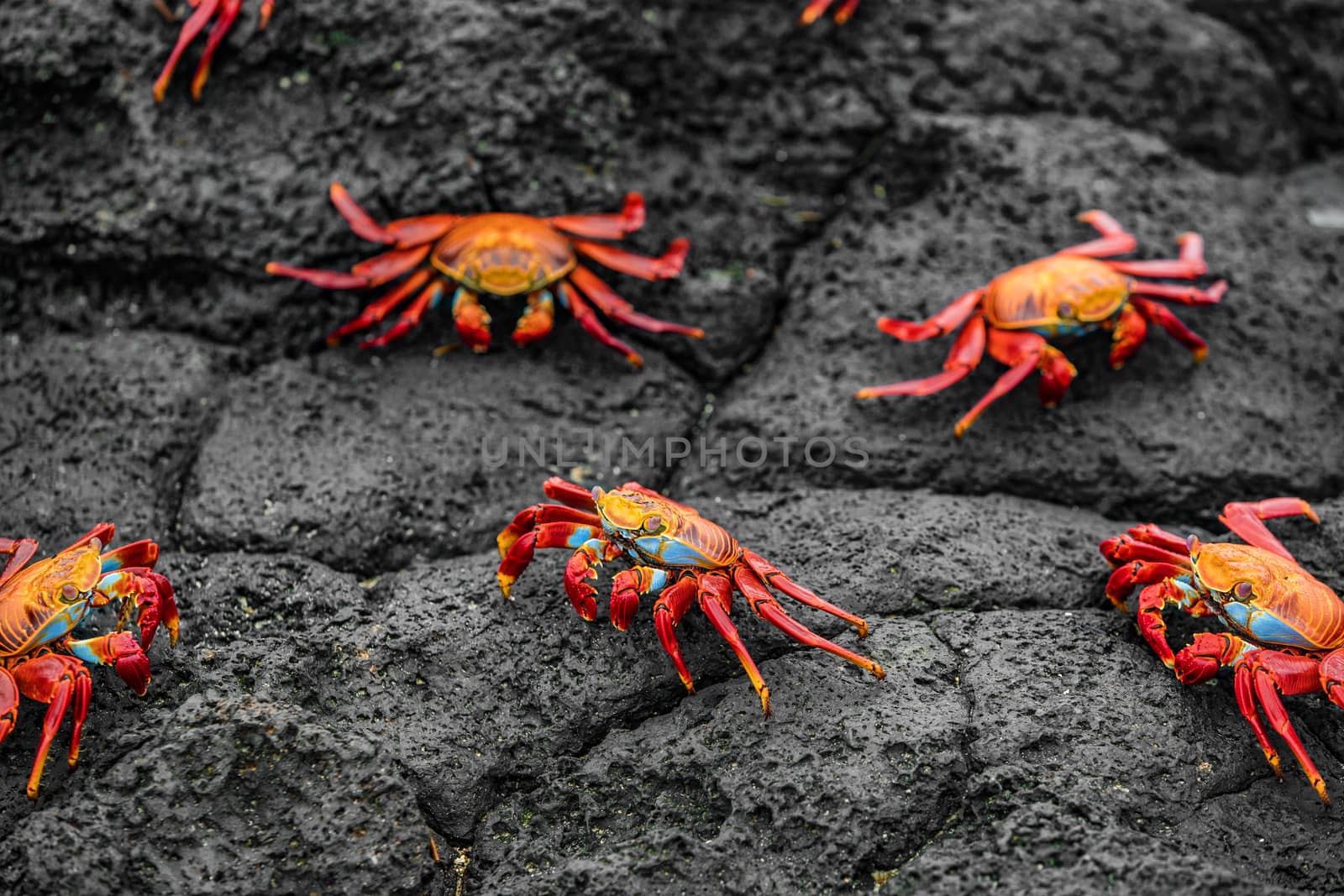 Sally Lightfoot Crabs on Galapagos Islands or Graspus Graspus by Maridav